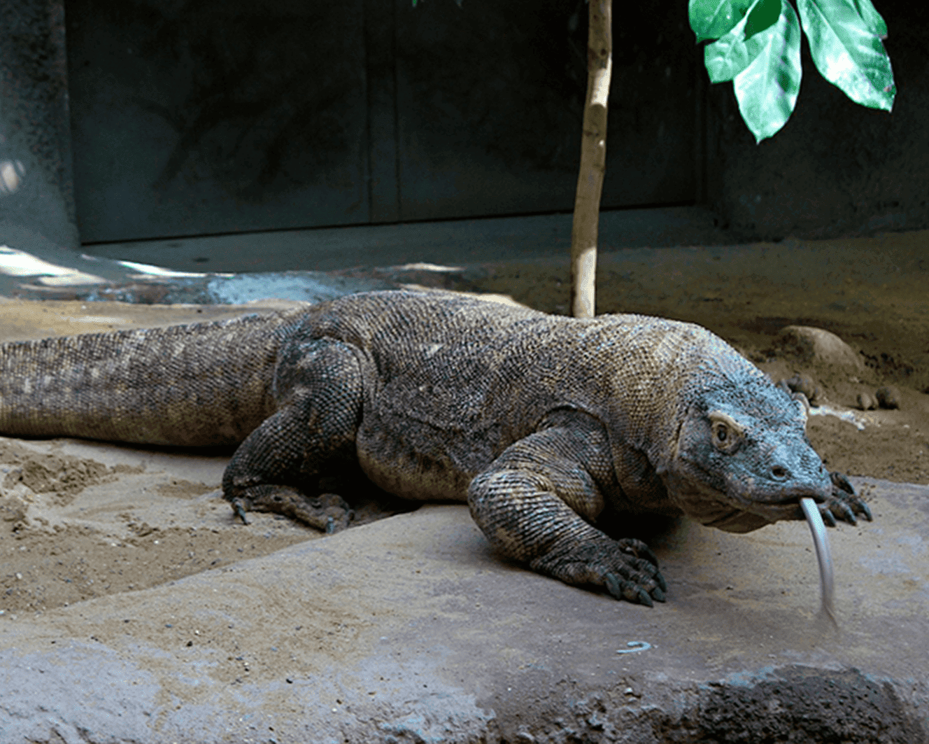 Bali y dragones de Komodo (viaje en privado)